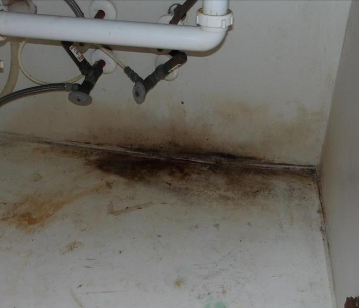 Mold infestation under a sink.