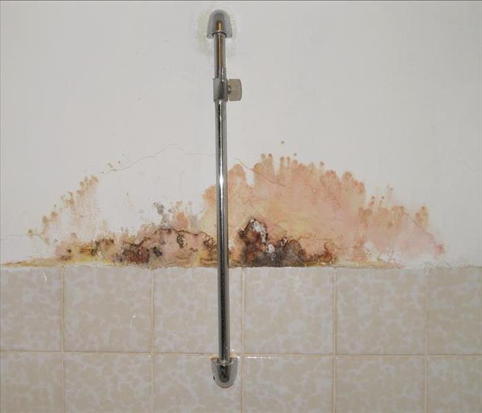 Pink and orange mold growth in bathroom.