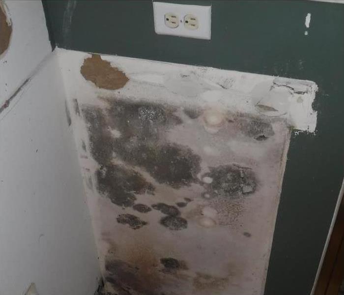 A wall covered with mold