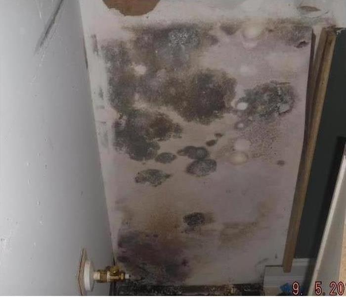 Mold growth on wall